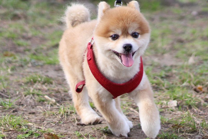 前編】亀戸中央公園を駆け回る。犬ライターぽちの亀戸さんぽ