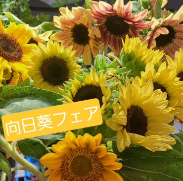 今年最後のひまわりフェア🌻