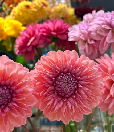 週末おすすめ"DAHLIA Fair"開催中