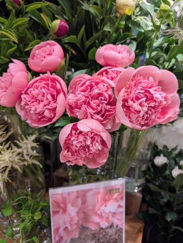 芍薬フェア🌸