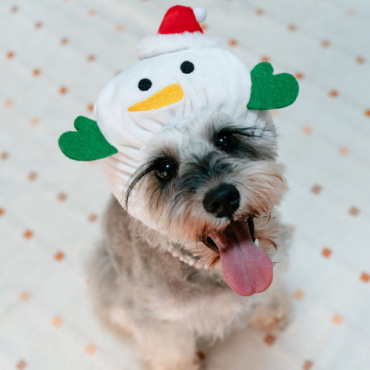 【クリスマス特集】ペットアイテムもバージョンアップして新発売！フェルトアイテムでお部屋の装飾を！